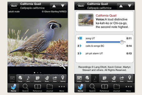 Audubon Birds California listen to bird songs and calls