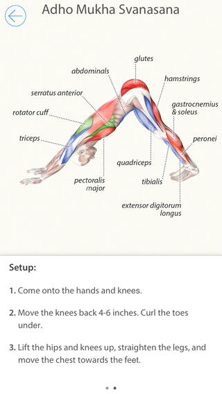 3D Yoga Anatomy Lite | Guide & Reference screenshot 1