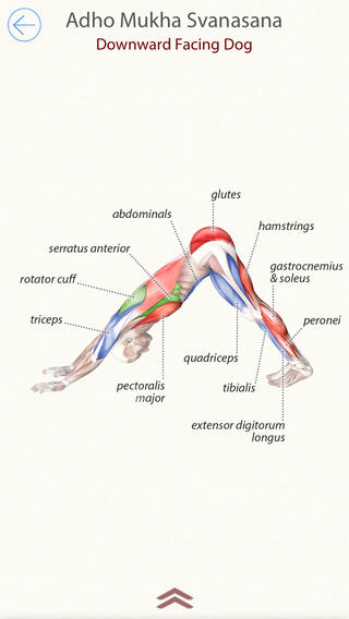 3D Yoga Anatomy Lite | Guide & Reference screenshot 3