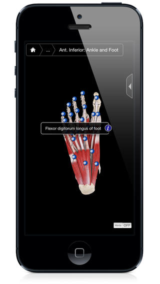 Muscle System Pro III - iPhone Edition screenhot 3