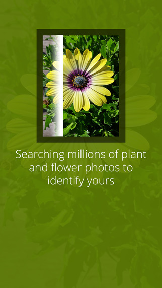 Become a Flower Expert with LikeThat Garden  image