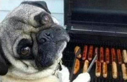 When your dog is cooking