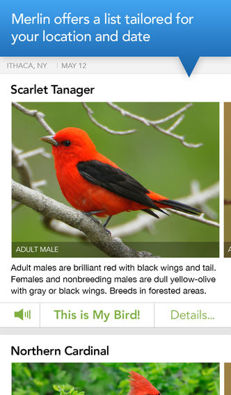 Expert Tips For Bird Identification image