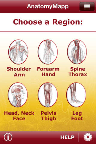 Learn All About the Human Musculoskeletal System image