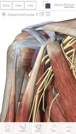 View Stunning 3D Models of Anatomical Structures image