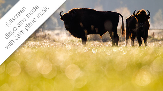Meet the Bison through lovely photos
