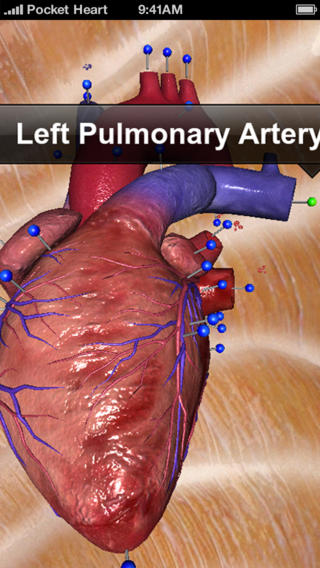 Animatic Aortic Anatomy image