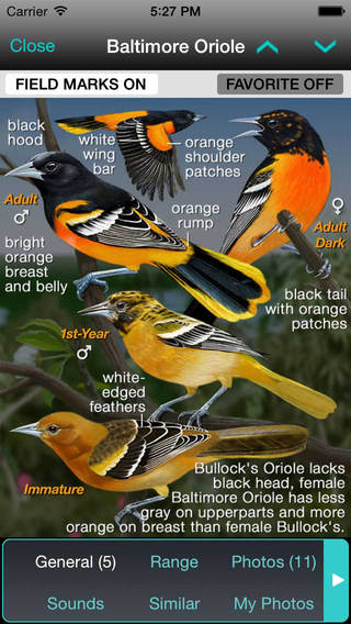 Enjoy incredibly illustrations of birds